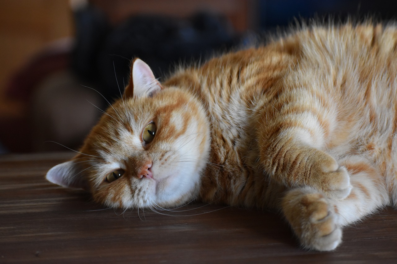 猫先生电影，银幕到心灵的奇幻之旅