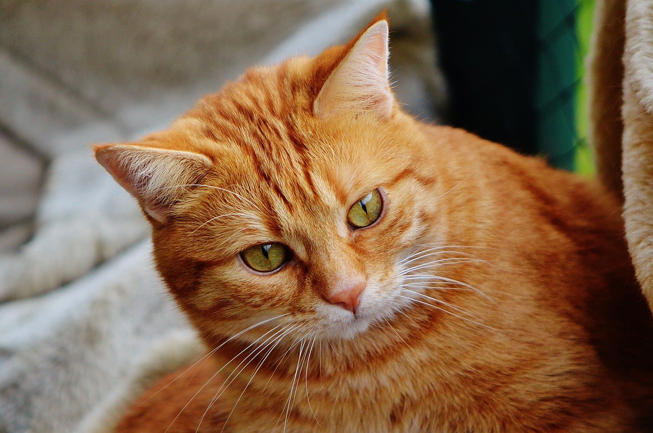 探索猫咪世界新奥秘，猫更新资源的最新探索