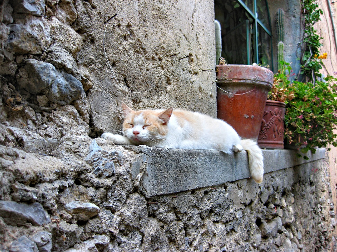 最新海外猫咪域名，全球猫咪文化网络探索之旅