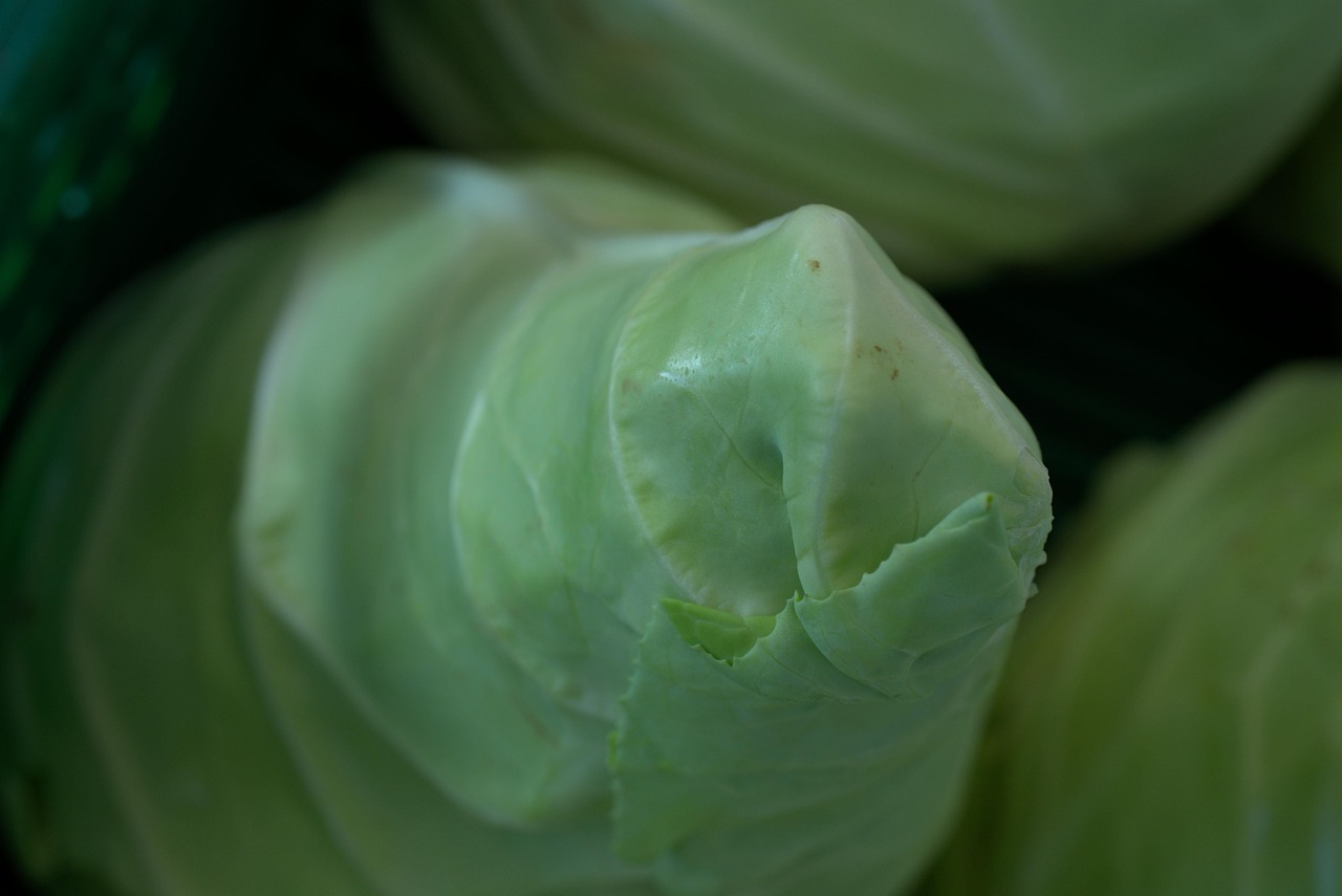 最新多肉植物图鉴大全，探索多肉世界的魅力宝藏