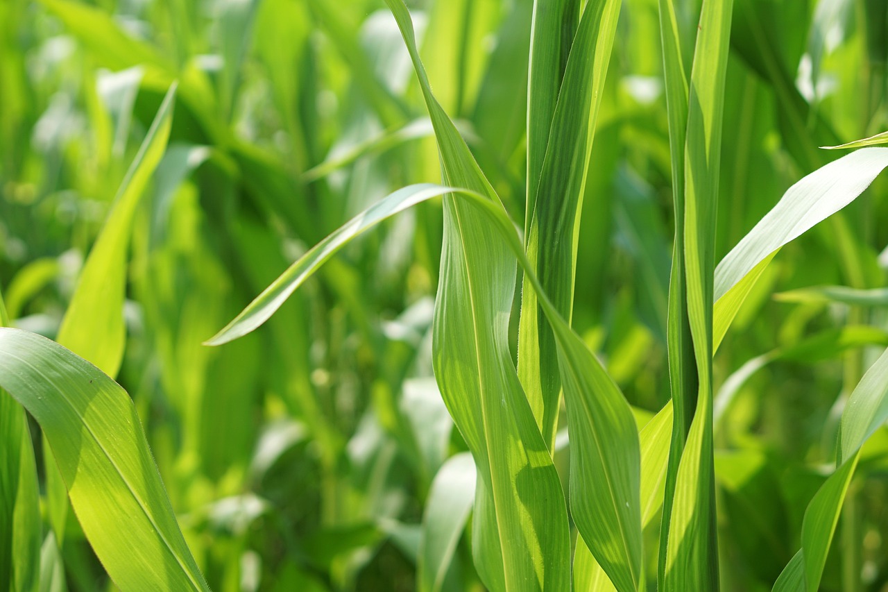 最新香菜价格行情分析与趋势预测