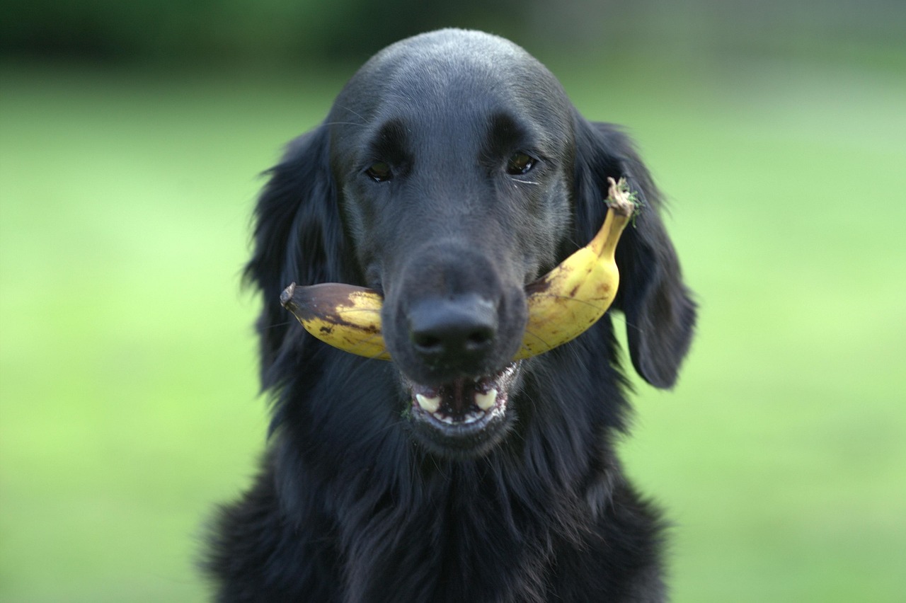 最新相狗术，探索人与犬的亲密无间关系