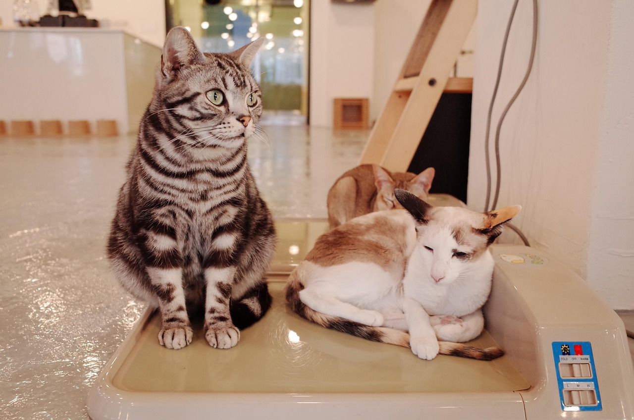 猫展比赛，展现猫咪魅力的精彩盛宴