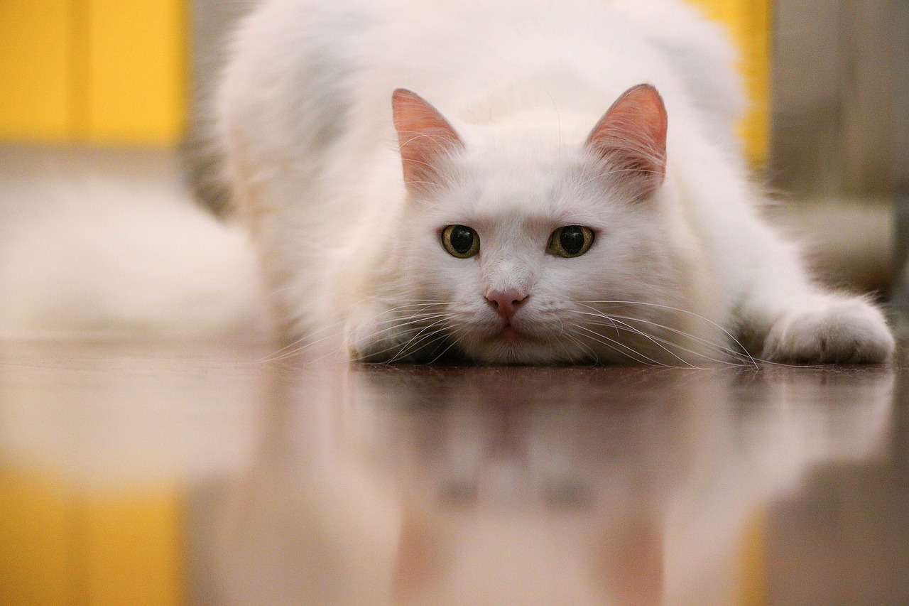 加粉猫新版本，探索与体验之旅
