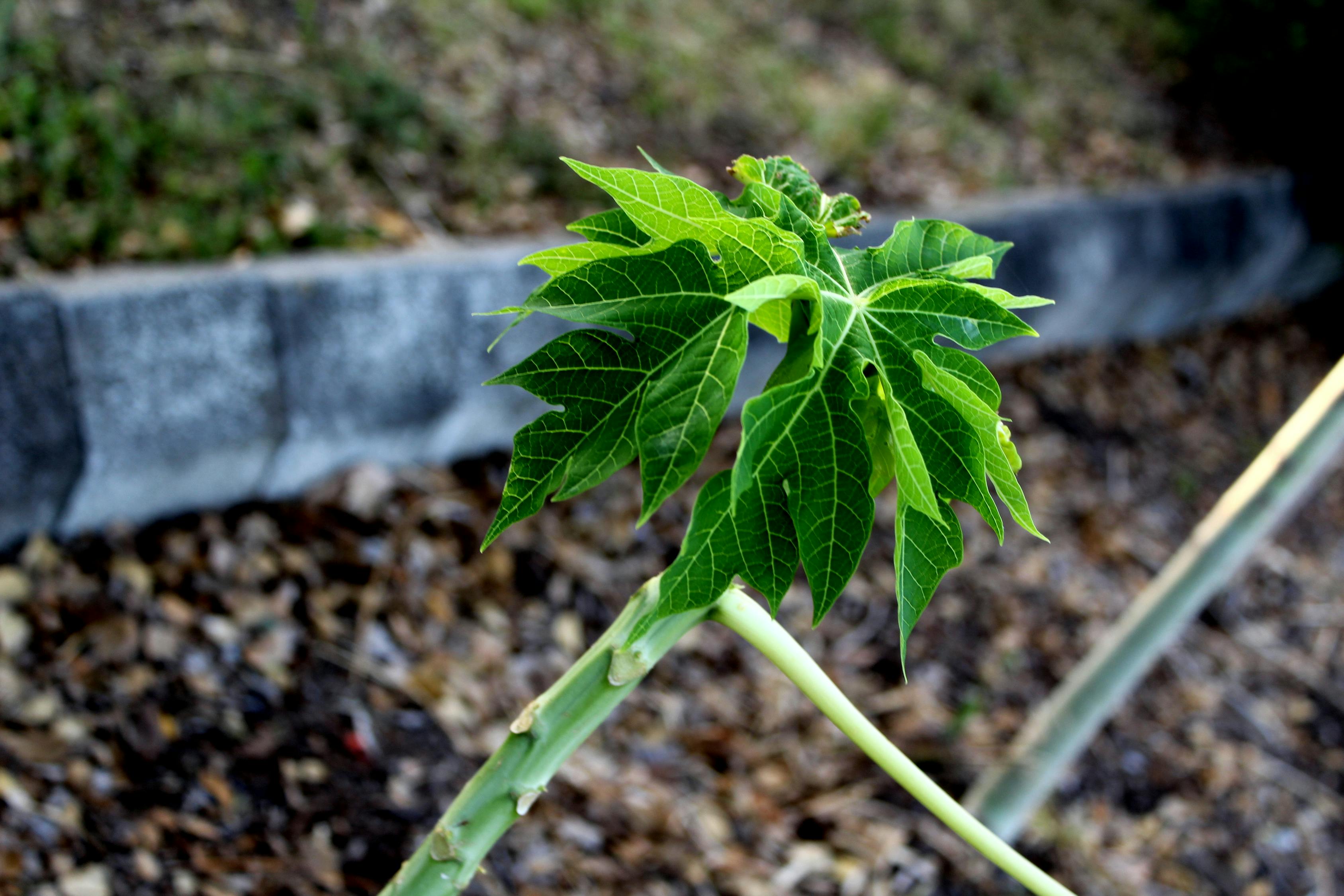 大唐菱湖御庭最新动态揭秘尊贵生活面纱