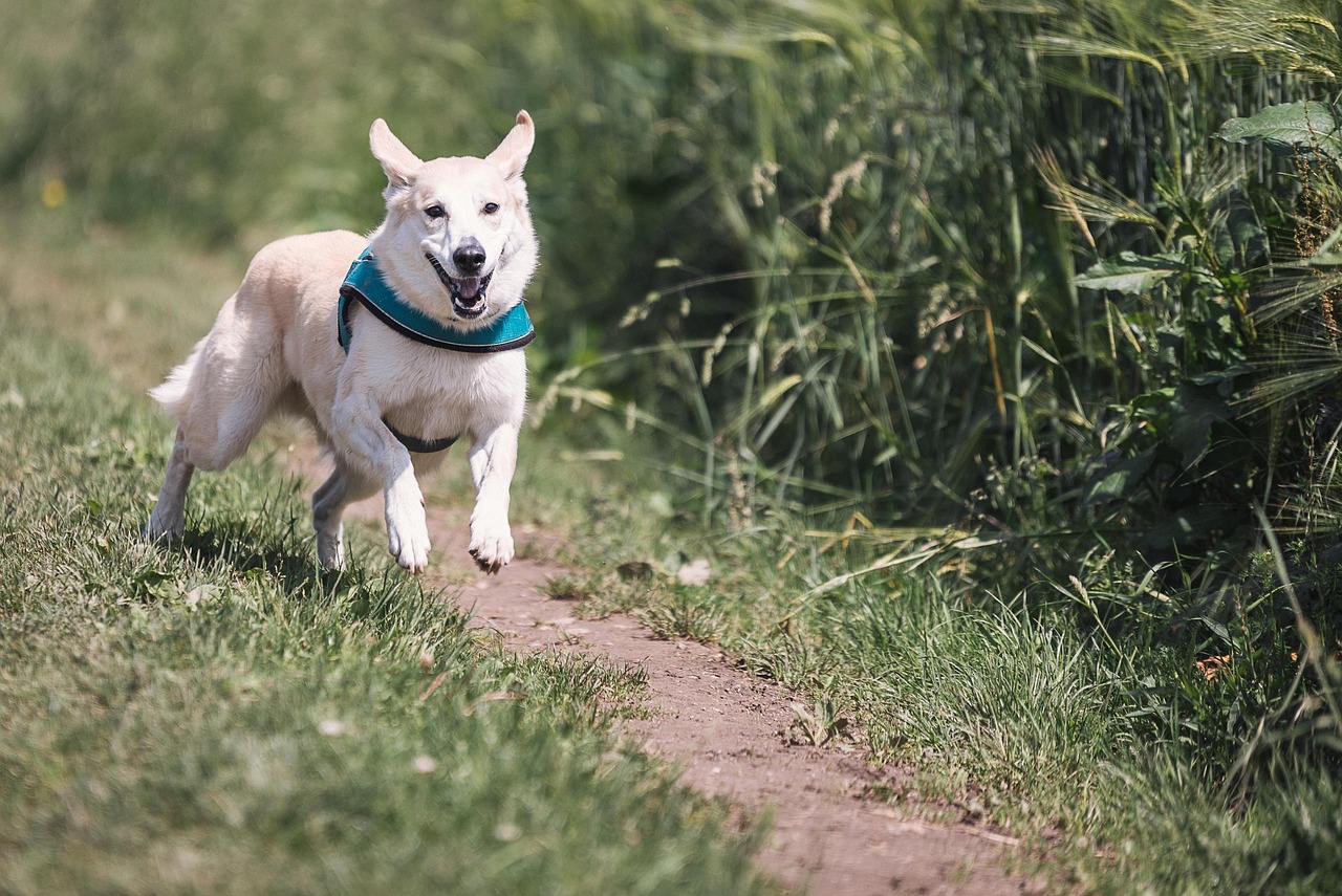 山西小江犬业热血竞技大赛，展现犬界风采的视频盛宴