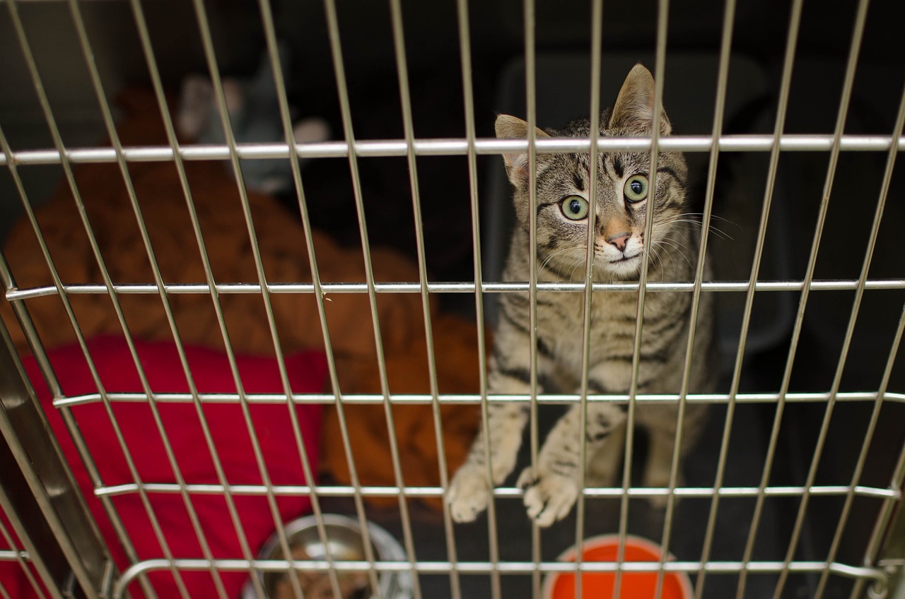 赛季猫比赛，展现宠物猫的无限魅力与活力风采！