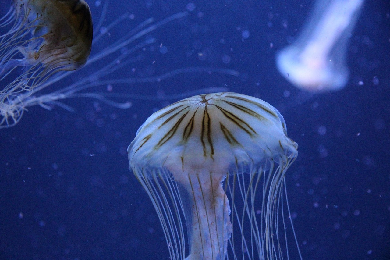 深入解析寂静岭电影中神秘生物，怪物图鉴全解析