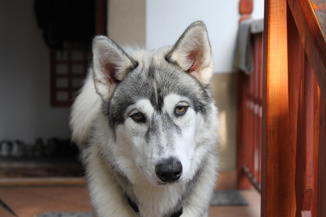 罗威纳犬比赛，力量、速度与智慧的巅峰对决