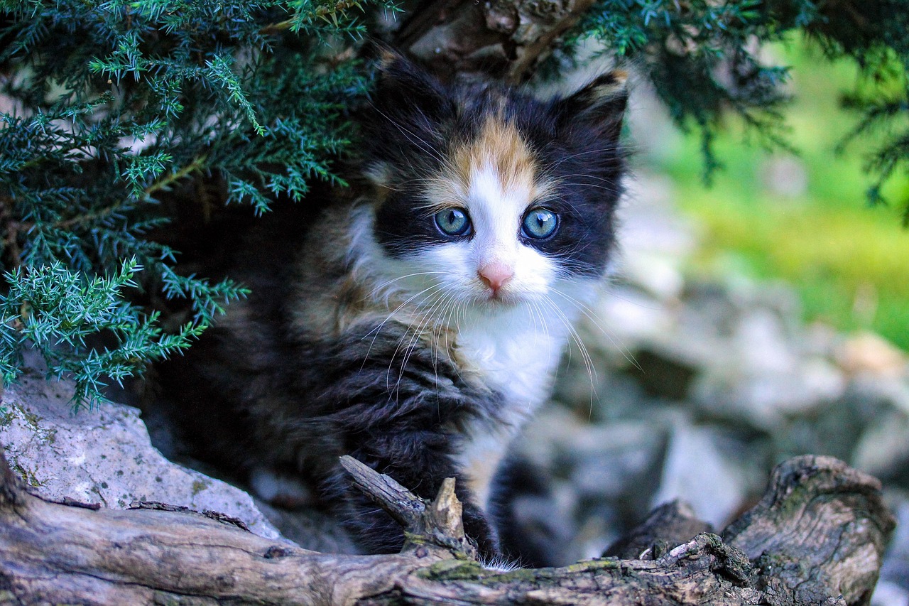 猫咪播放器最新版，卓越的视频播放体验新选择
