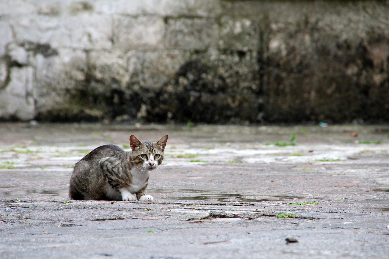 好奇害死猫电影，探究人性之谜
