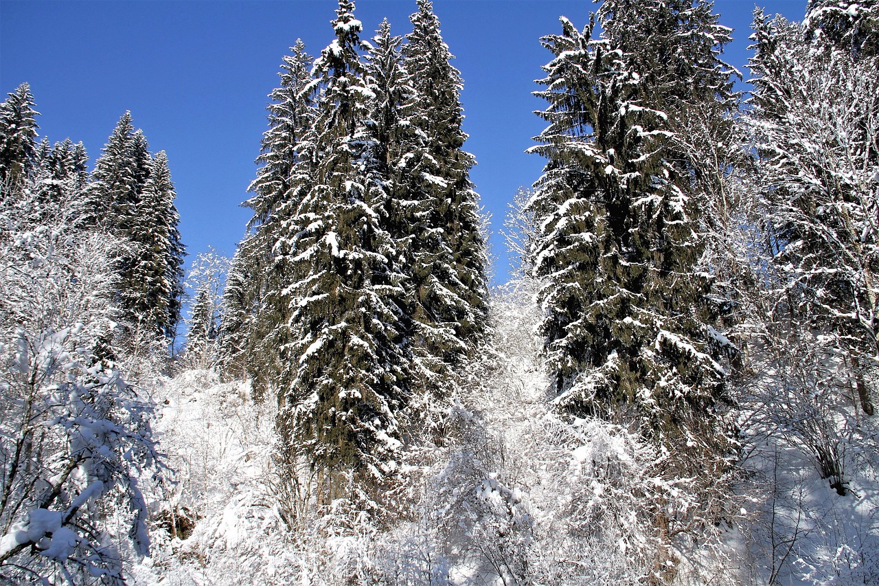雪鬓 第3页