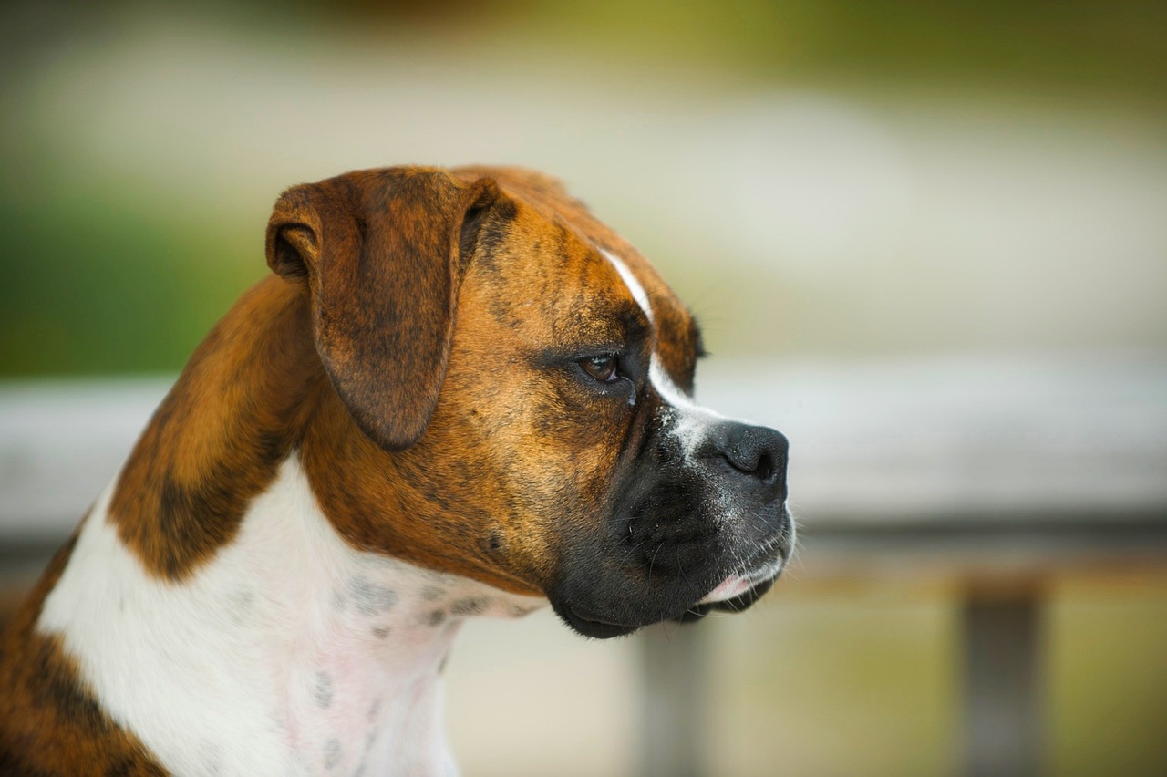 马尔济斯犬价格详解，了解与探讨